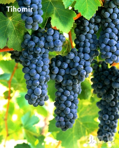 Продава грозде за вино и ракия, снимка 1