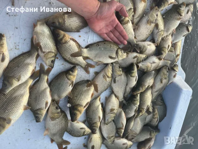 Зарибителен материал шаран, снимка 4 - Други животни - 55943888