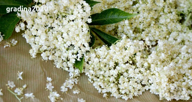  Бъз - Бял   Разсад , снимка 4 - Разсади - 40954906