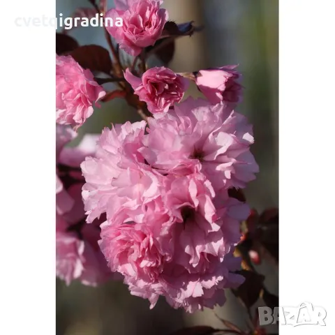 Prunus Royal Burgundy-Японска вишна, снимка 1