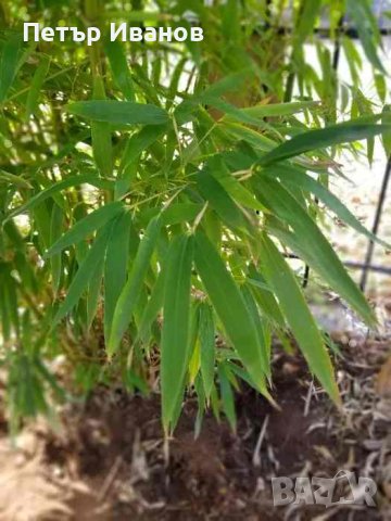 Бамбук студеноустойчив с корен, снимка 5 - Градински цветя и растения - 41115267