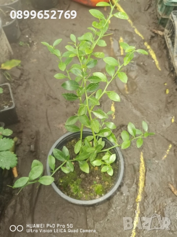 Австралийски пръстов лайм