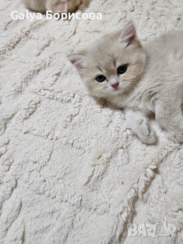 Родословни Британски котета  промоционолна цена за 8 март, деня на жената!, снимка 2 - Британска късокосместа - 53502654