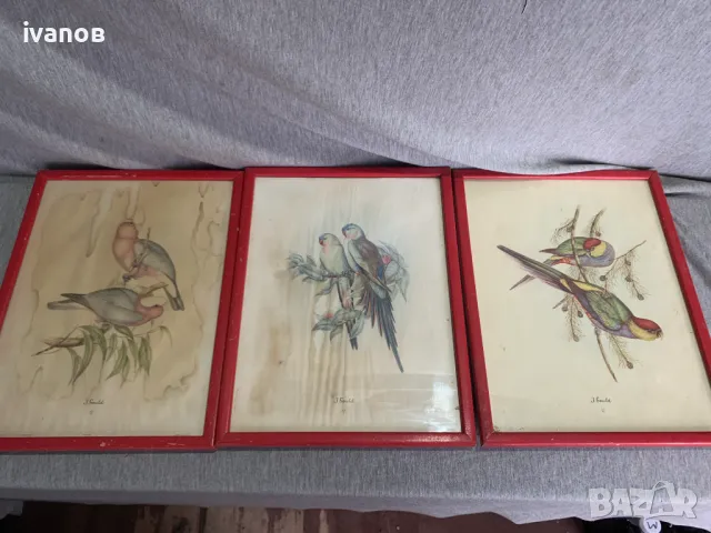 три  Цветни литографии Папагали   Печат , снимка 2 - Картини - 49608857