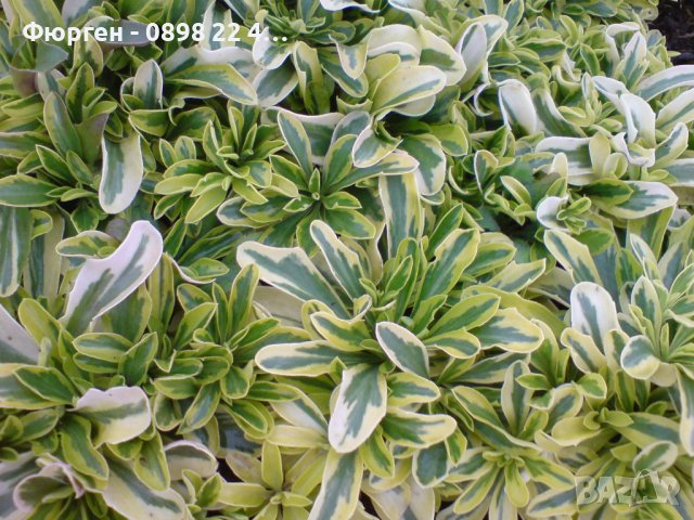 Арабис (Старо злато), снимка 5 - Градински цветя и растения - 41310879