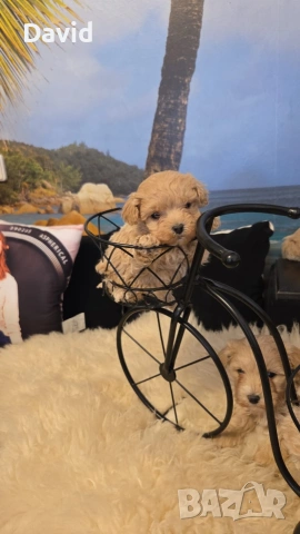 maltipoo, снимка 2 - Други - 53088253