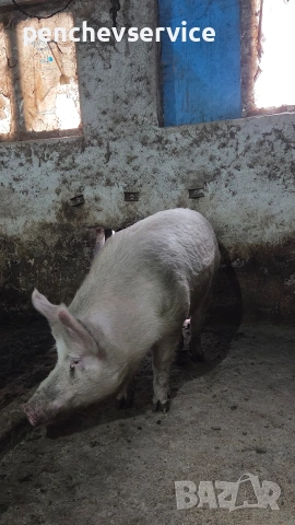 НЕРЕЗ 250-260кг 3годишен работещ