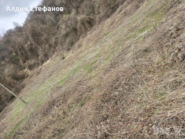 село Заселе Продавам голям парцел, снимка 6 - Парцели - 40489216