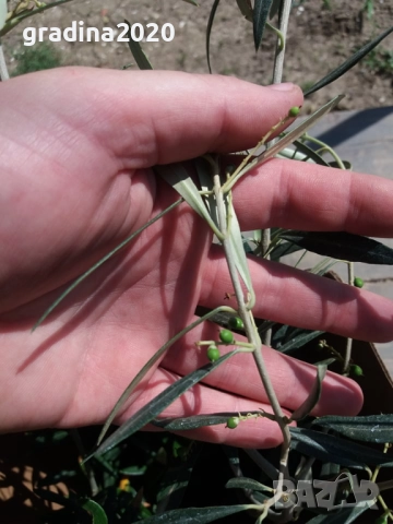 Маслина- Налични 3  сорта  , снимка 7 - Градински цветя и растения - 31773467