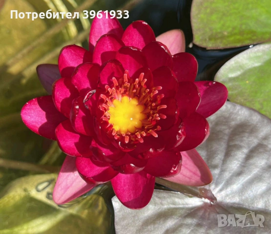 Продавам сортови Водни лилии , снимка 12 - Градински цветя и растения - 53253867