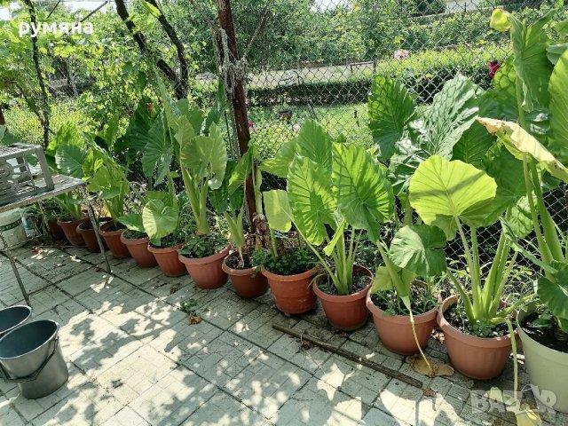 Трилистници от 1.20м до 2м , снимка 8 - Стайни растения - 38399650