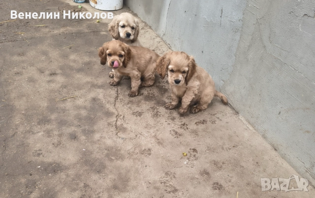 Английски кокер шпаньол 