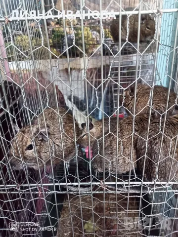 КАТЕРИЧКИ ДЕГУ, снимка 6 - Други - 48394691