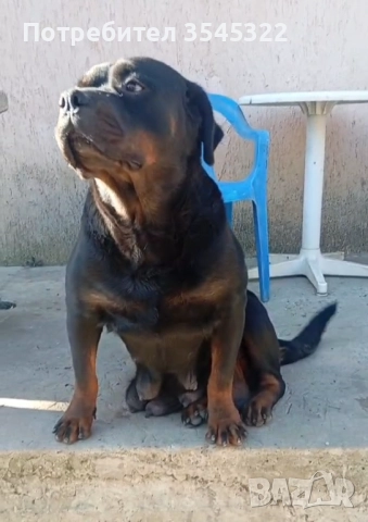 Ротвайлер , снимка 2 - Ротвайлер - 51700475