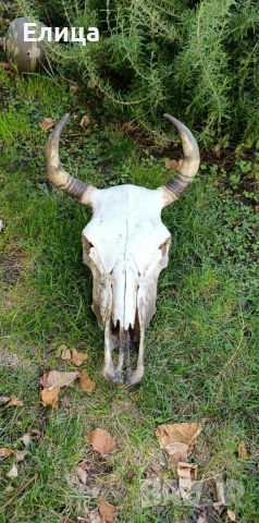 Кукерски маски черепи , снимка 9 - Други - 52209248