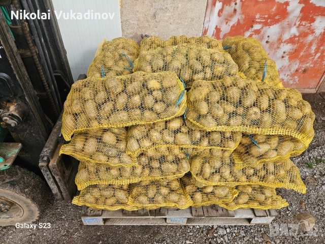 Картофи Сорая за консумация , снимка 6 - Домашни продукти - 52511378