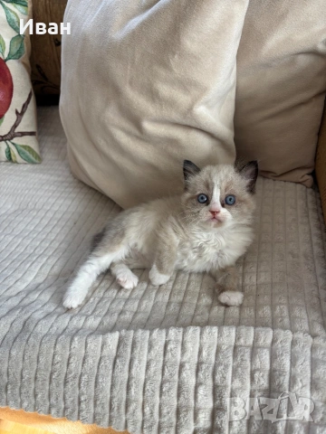 породисти котенца, снимка 4 - Сиамска - 53830804