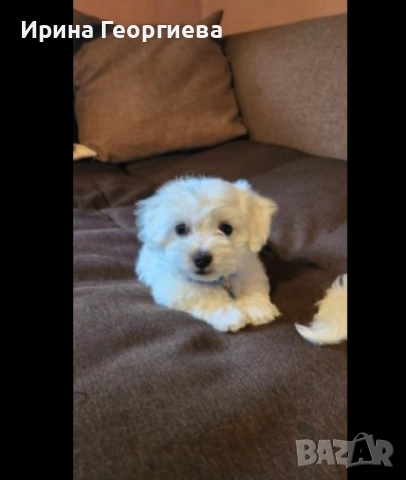 Мини малтийски болонки , снимка 2 - Болонка - 51994631