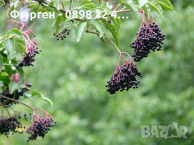 Бъзак - Sambucus ebulus), снимка 2 - Градински цветя и растения - 40890838