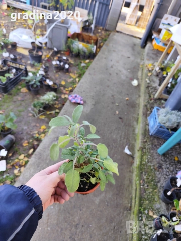 Салвия – растение с аромат и лечебна сила, снимка 5 - Разсади - 52507572