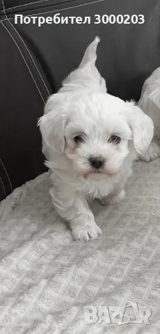 Малтийска болонка , снимка 2 - Болонка - 50393640