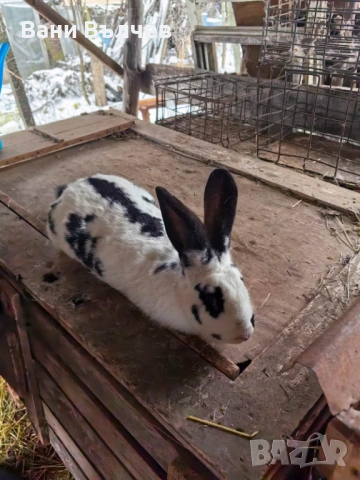Продавам зайци заклани или живи, снимка 13 - Други животни - 48523941
