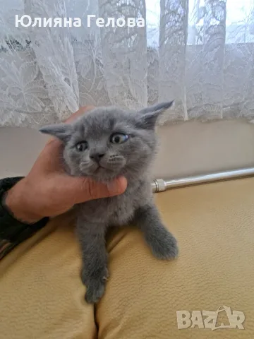 Шотландска клепоуха котка, снимка 7 - Други - 55953270
