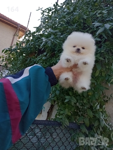 Чисто бял мъжки Померан. Реални снимки от 19.12.25 г., снимка 3 - Померан - 52809073