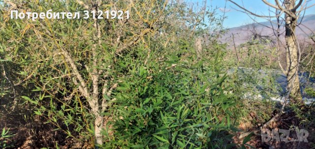 Земеделска земя за продажба в района на с.Беласица , снимка 3 - Земеделска земя - 39577960