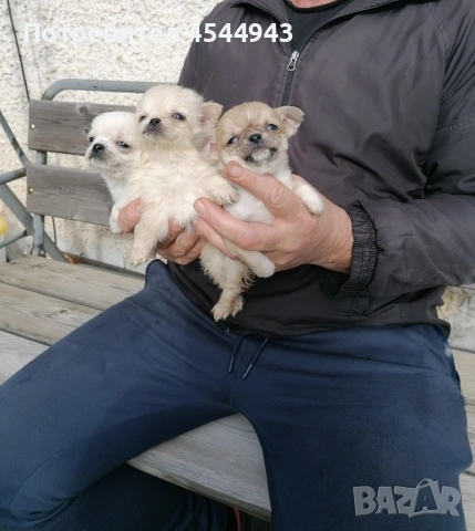 Малки чихуанчета , снимка 6 - Чихуахуа - 53402239