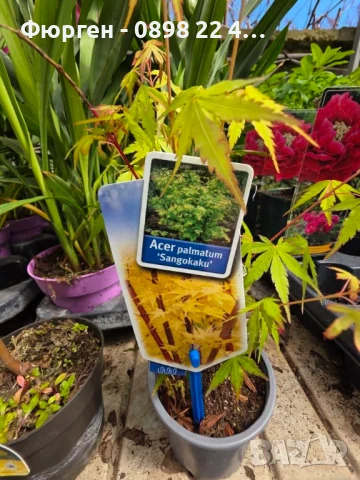 Японски клен - АЦЕР Налични 5 вида Студоустойчиви, снимка 14 - Разсади - 50406492