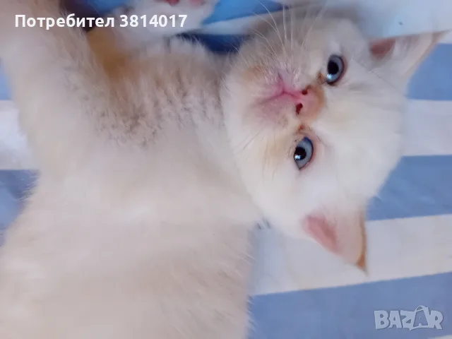 котета на два месеца персийски котета , снимка 4 - Мейн кун - 56071494