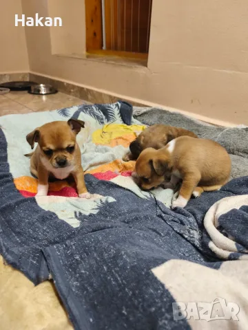 Продавам чихуахуата, снимка 6 - Чихуахуа - 55992007