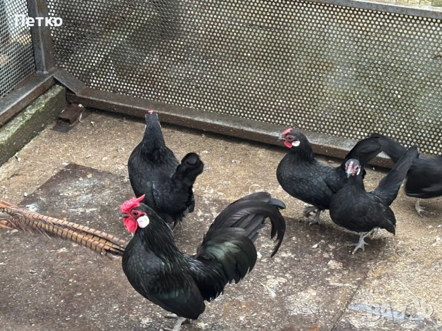 Розкомб декоративни кокошки