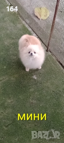 Мини Померан. Миниатюрно мини момиче на 6 месеца 1 кг.