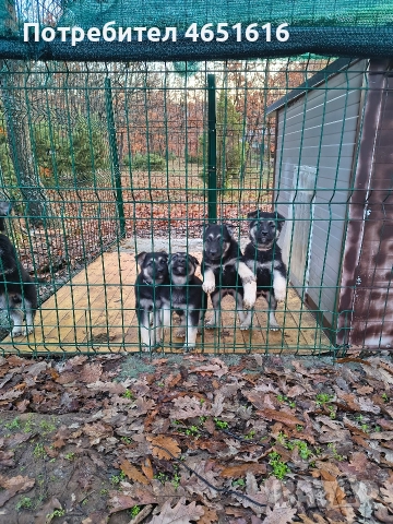 Източноевропейска овчарка, снимка 7 - Други - 52432078