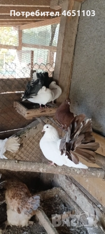 Продавам Фенерлии, снимка 5 - Гълъби - 52433577