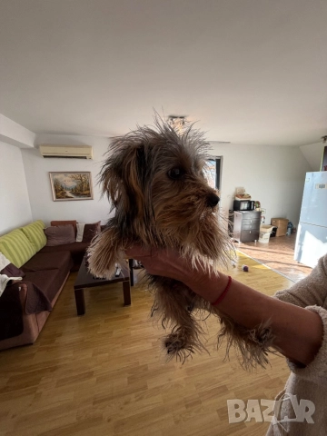 Продава се: Йоркшир Тоти на 7 месеца, снимка 5 - Йоркширски териер - 52747626