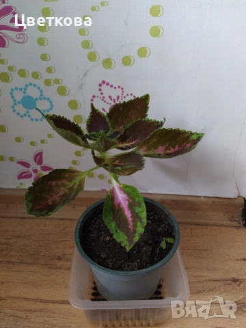 7 различни копривки+подарък и отстъпка, снимка 5 - Стайни растения - 53475491