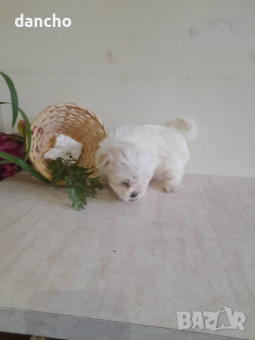 Продавам болонка , снимка 14 - Болонка - 47874174