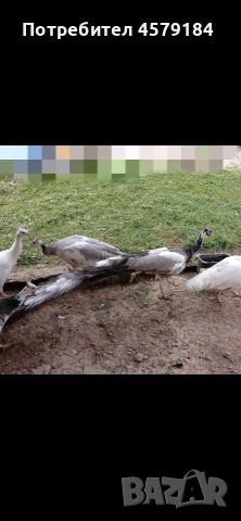 пауни Арлекин Опал , снимка 6 - други­ - 53034760