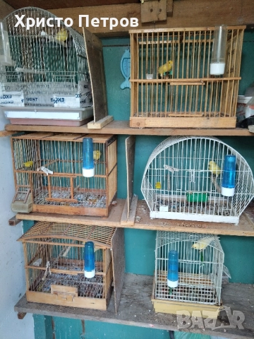 Продавам канари порода Малиноа. , снимка 8 - Канари - 52374514