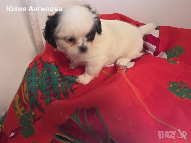 Японски хинчета, снимка 9 - Акита ину - 56185712