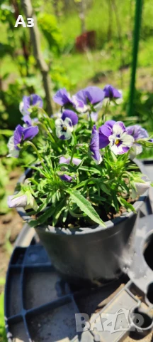 Продавам цветя Теменужки Трикси, снимка 7 - Разсади - 50464114