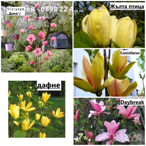 Магнолия - Magnolia НАЛИЧНИ 21 ВИДА Студоустoйчиви, снимка 15 - Градински цветя и растения - 33512293