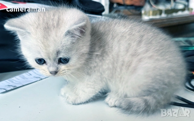 Сребърна чинчила- шотландко правоухо коте., снимка 4 - Чинчили - 53399242