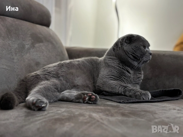 шотландец, снимка 6 - Британска късокосместа - 52631459