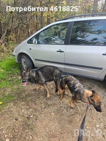 Сиви немски овчарки , снимка 12 - Немска овчарка - 53635810