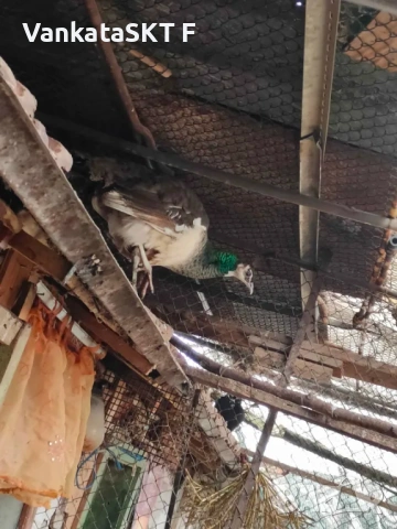 Двойка пауни, снимка 3 - други­ - 53351533