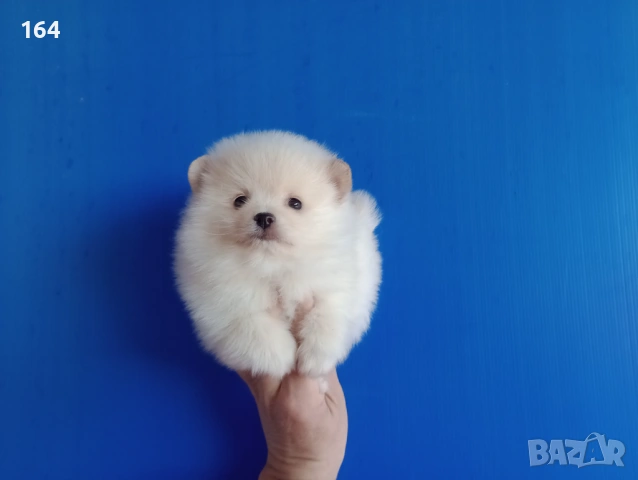 Померан. Мъжко Померанче. Реални снимки от 12.01.26 г., снимка 5 - Померан - 53076524
